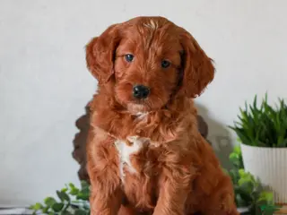 Mini Goldendoodle dogs for sale: Alan - Ad 3