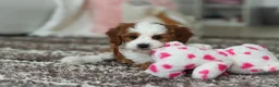 Cavapoo dogs for sale: Princess - Ad 5
