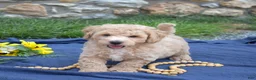 Bichpoo dogs for sale: Cricket - Ad 3