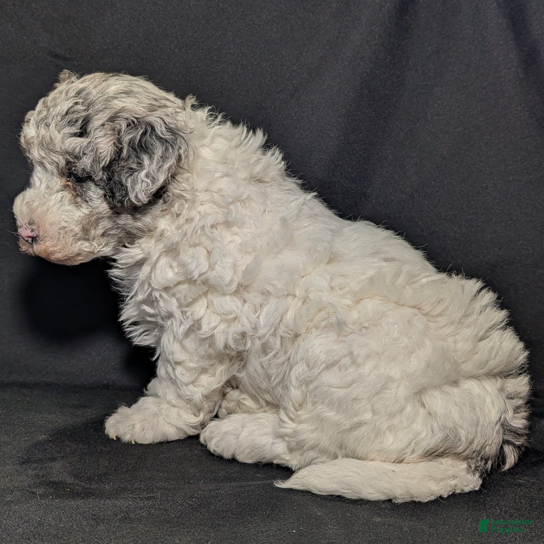 Mixed Breed dogs for sale: Lonnie  - Ad 8