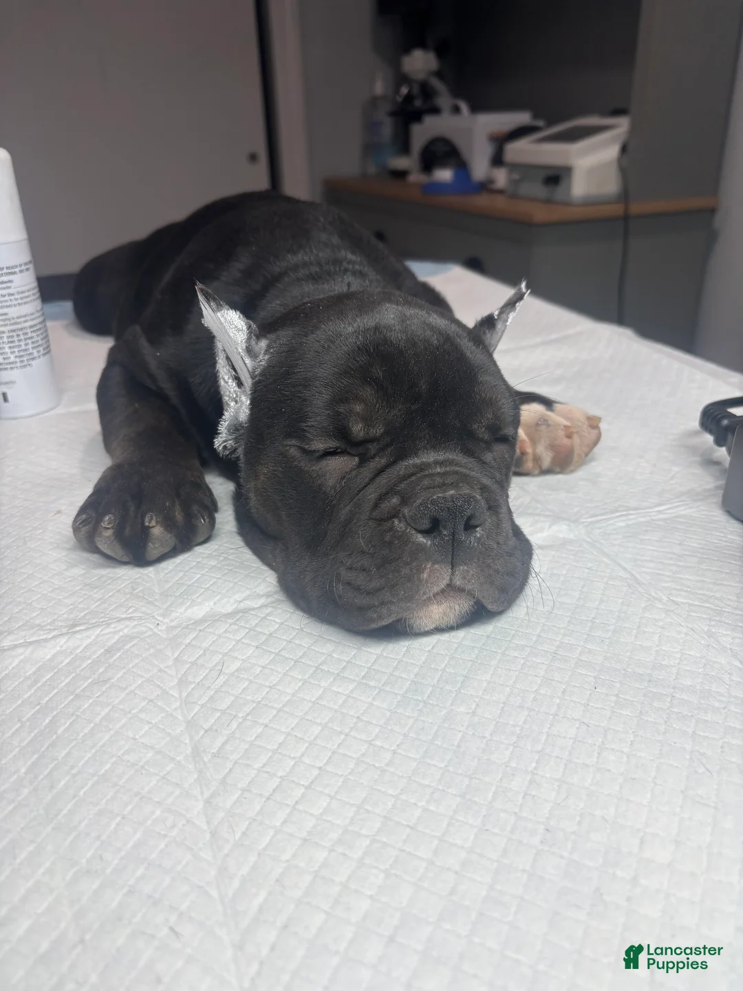 American Bully dogs for sale: American Bully Puppy 3 - Ad 18