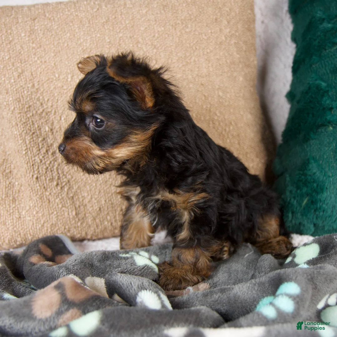 Yorkshire Terrier dogs for sale: Gabby - Ad 3