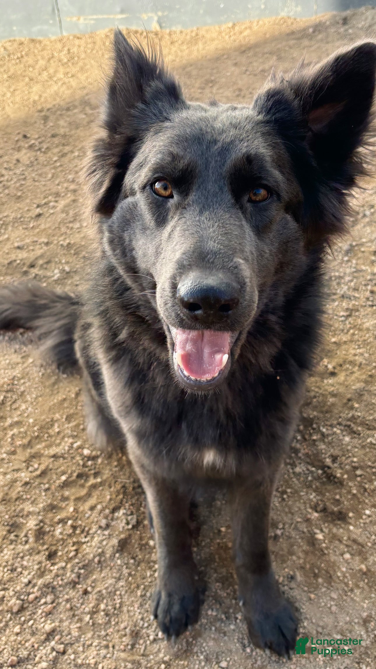 Icy's K9 Leafy Blue Dream 