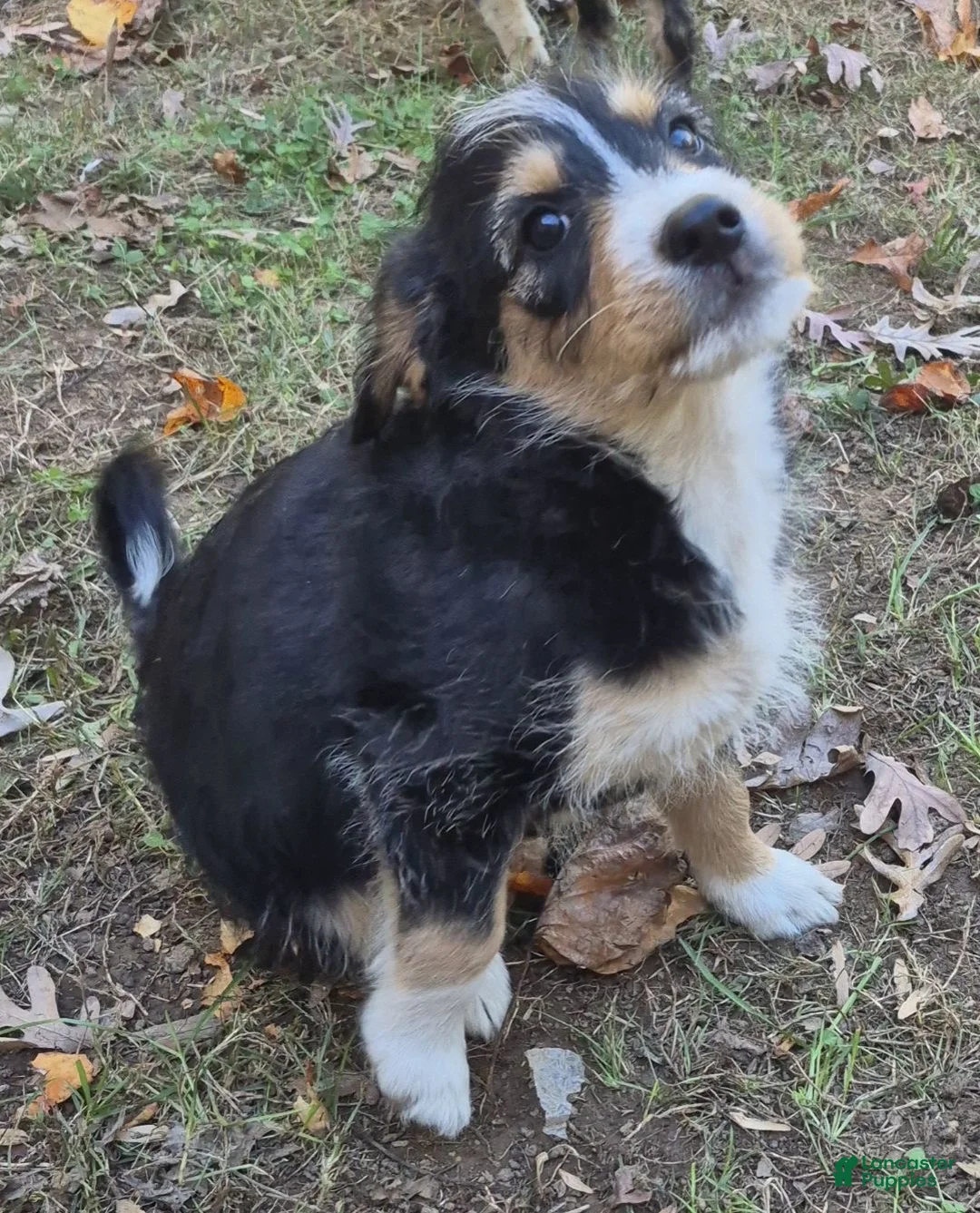 Mini Bernedoodle dogs for sale: Nelly  - Ad 2