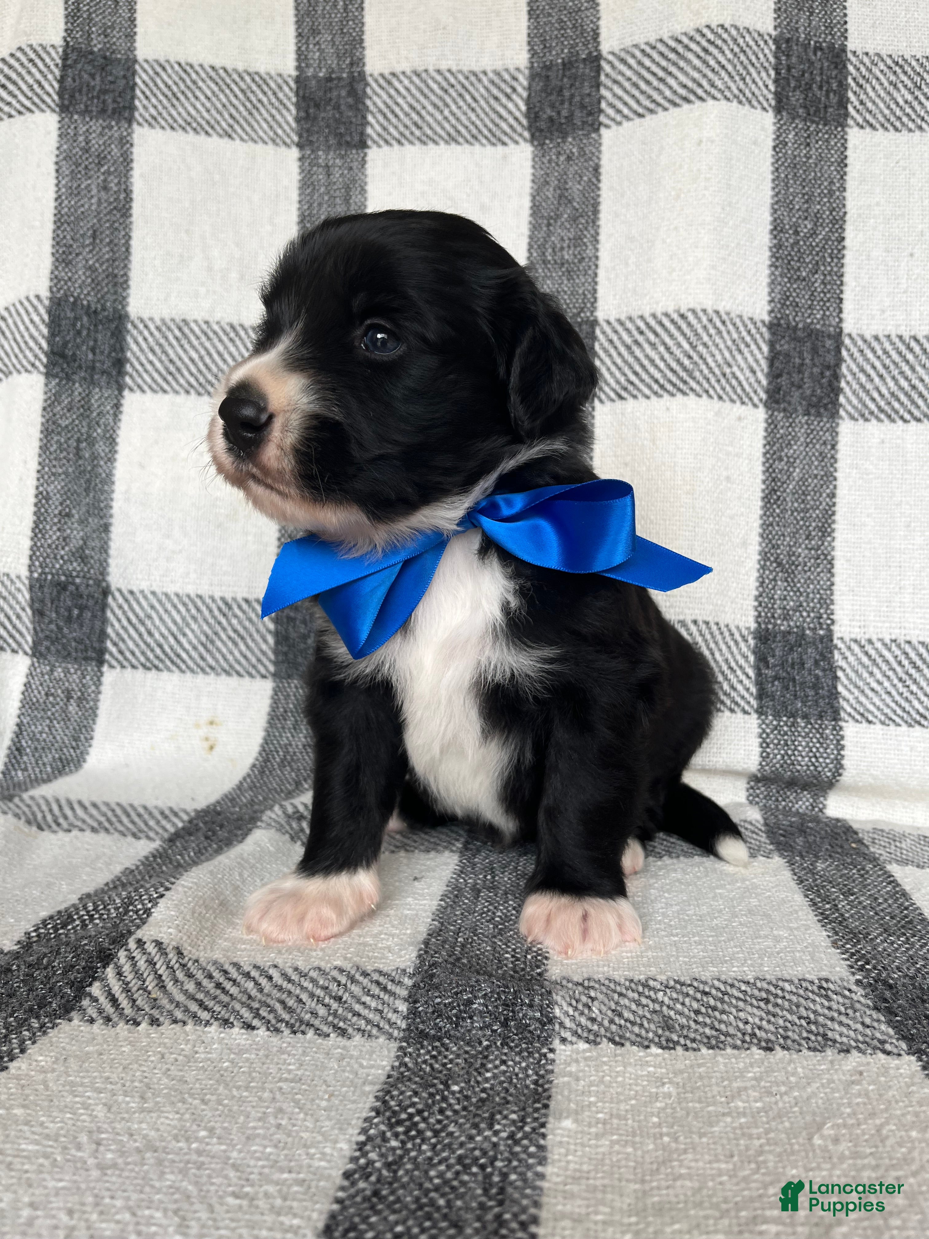 Mixed Breed dogs Max - Ad 2