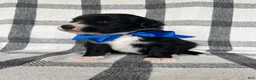 Mixed Breed dogs for sale: Max - Ad 2