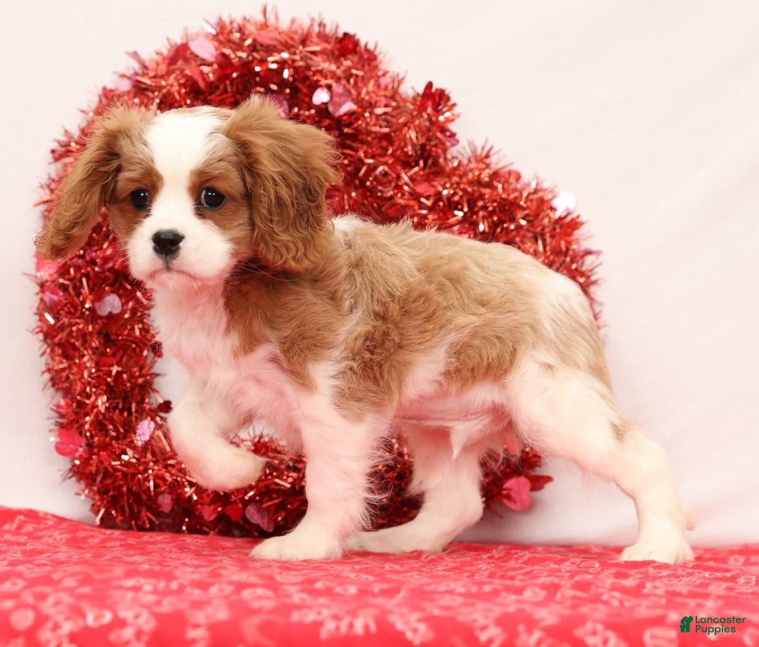 Cavalier King Charles Spaniel dogs for sale: Logan - Ad 3