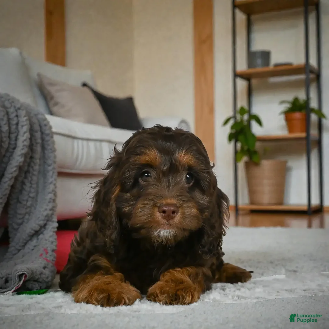 Cockapoo dogs for sale: rocky - Ad 3