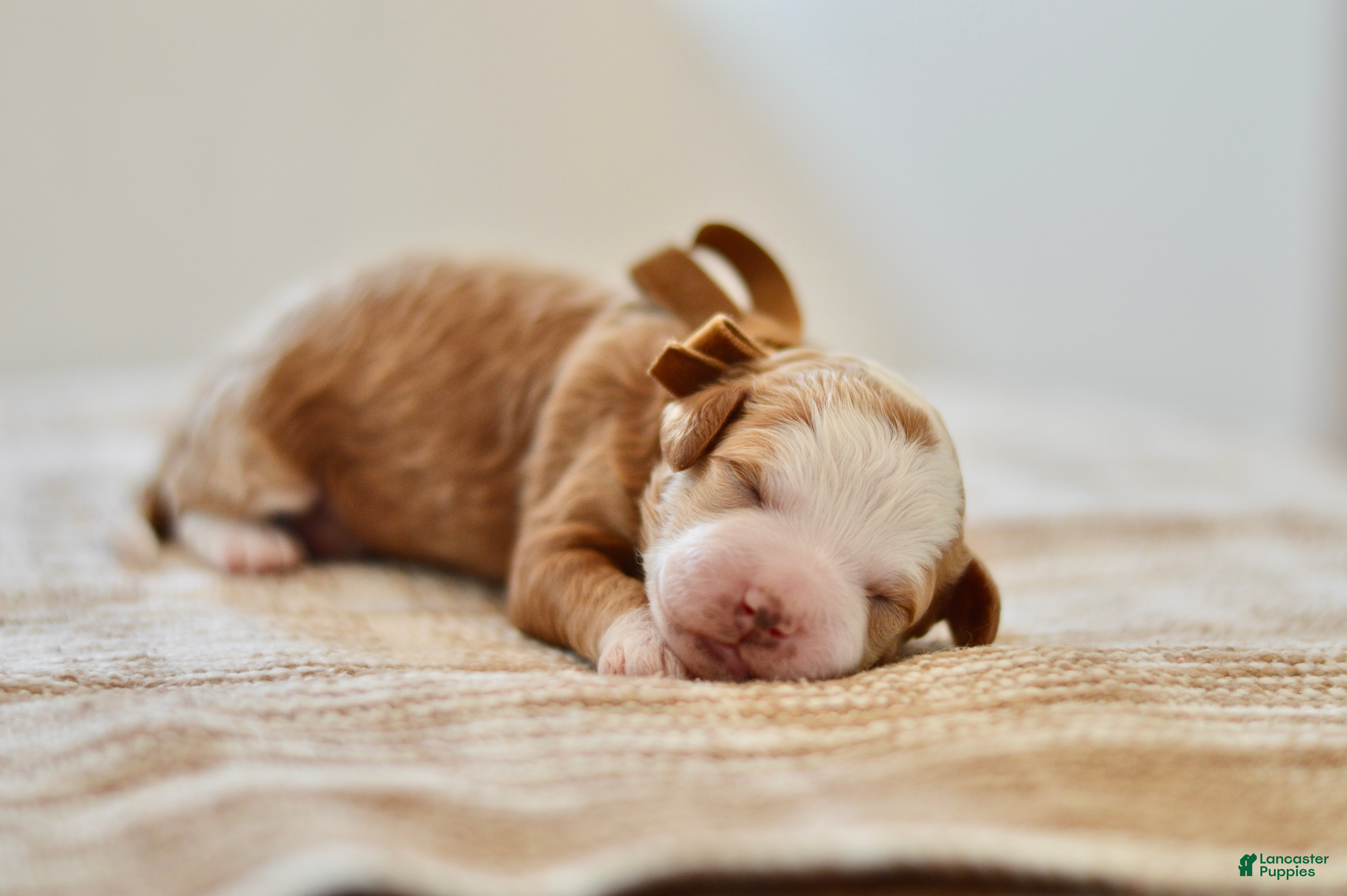 Goldendoodle dogs Clove - Ad 39