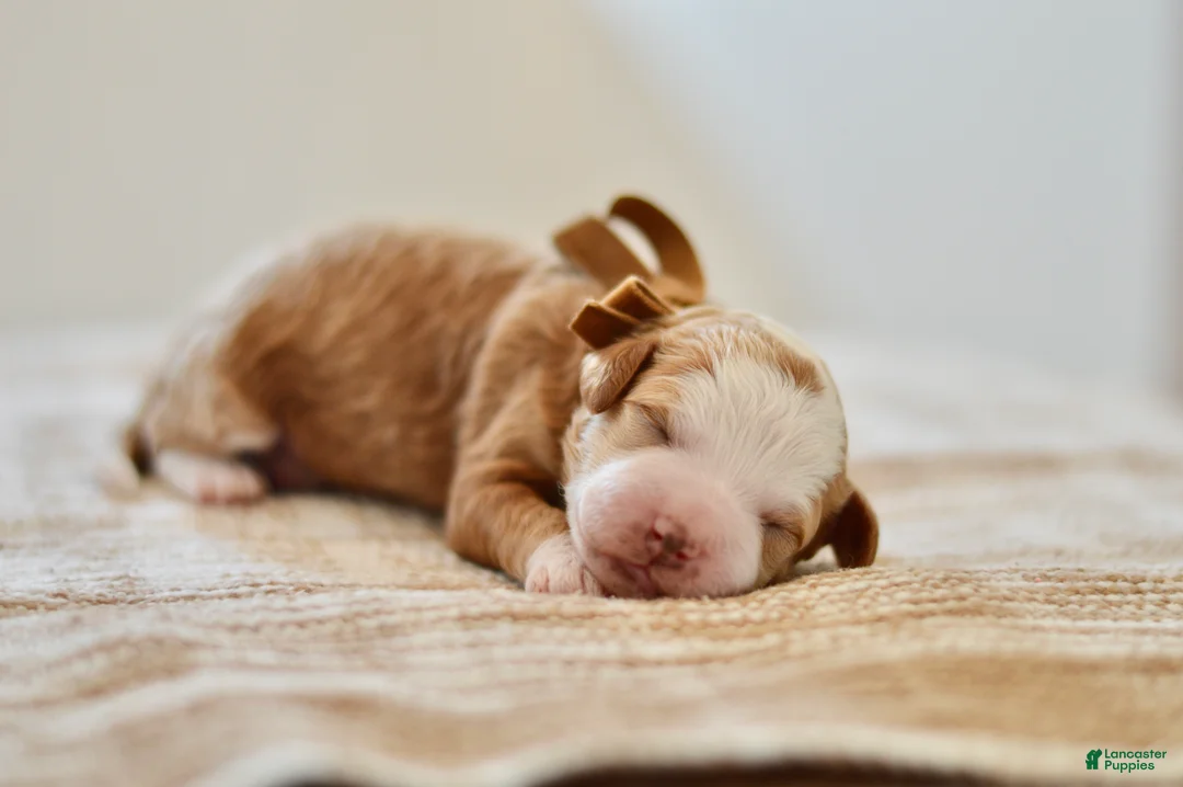 Goldendoodle dogs for sale: Clove - Ad 1