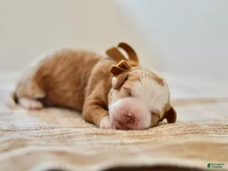 Goldendoodle dogs Clove - Ad 39