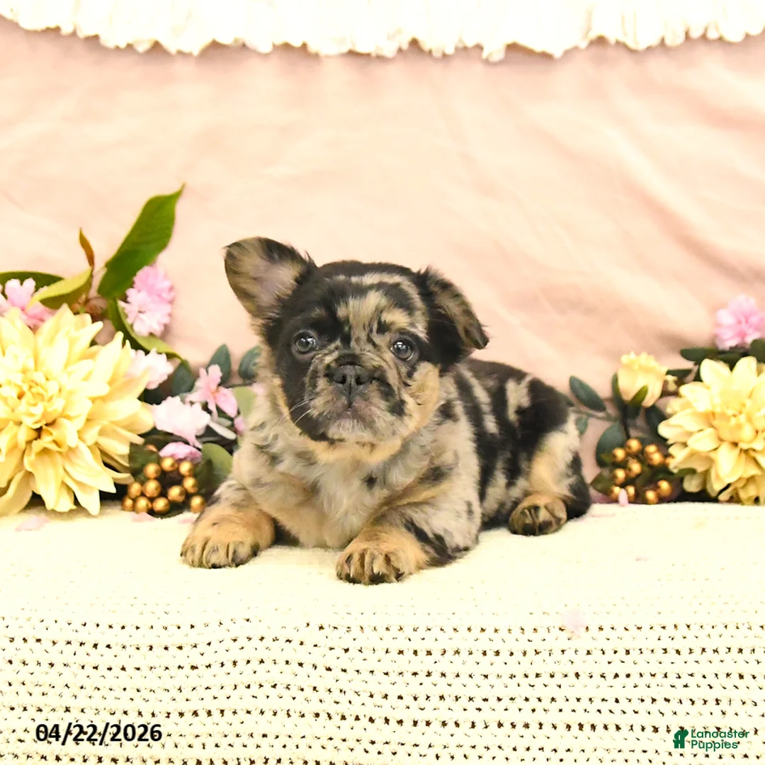 French Bulldog dogs for sale: Checkers - Ad 2