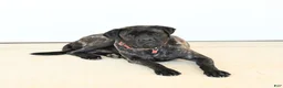 English Mastiff dogs for sale: Lynette - Ad 6
