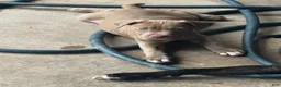 American Pit Bull Terrier dogs for sale: Sanji  - Ad 12