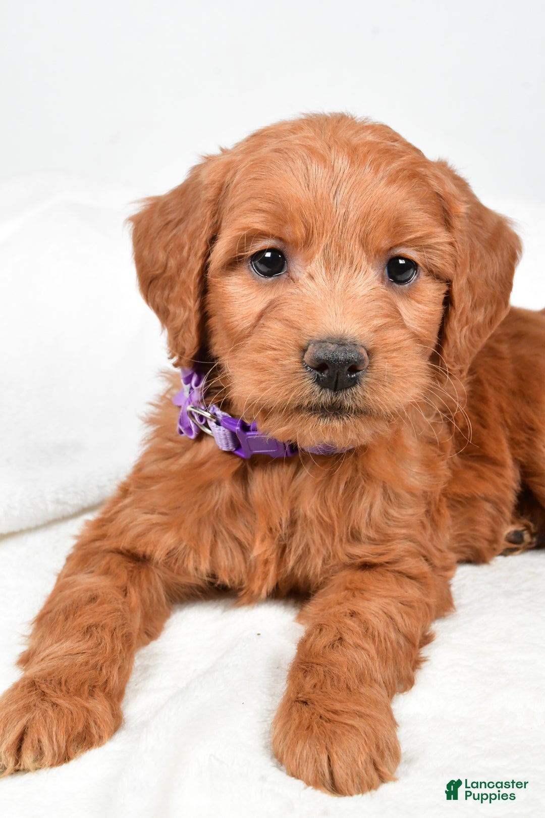 Mini Goldendoodle dogs for sale: Barb - Ad 5