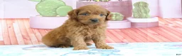 Mini Goldendoodle dogs for sale: Phoenix - Ad 3