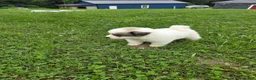 Great Pyrenees dogs for sale: Patrick - Ad 15