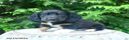 Miniature Dachshund dogs for sale: Fletcher - Ad 3
