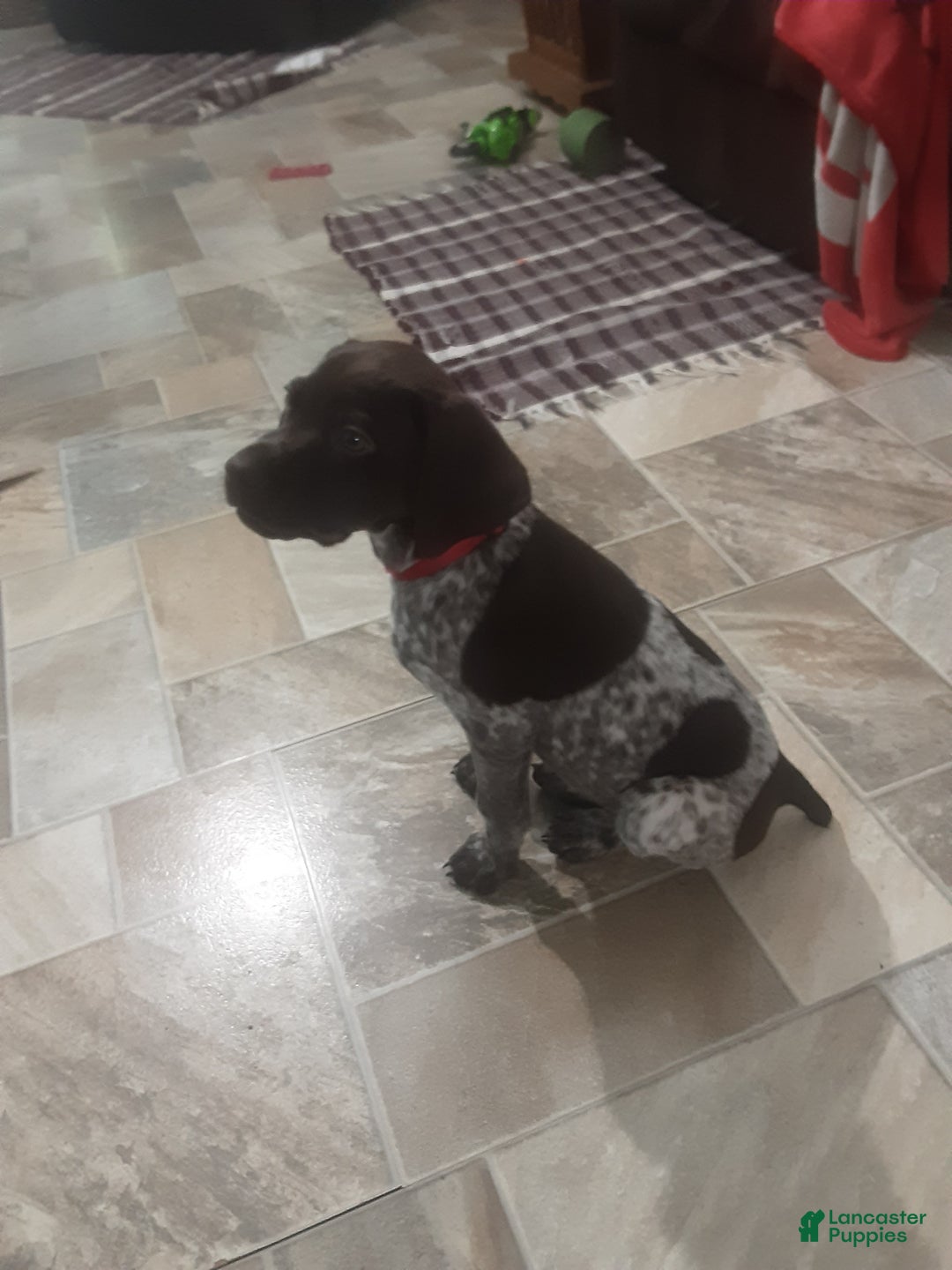 German Shorthaired Pointer dogs for sale: German Shorthaired Pointer Puppy 1 - Ad 2