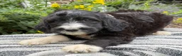 Mixed Breed dogs for sale: Guiness - Ad 9