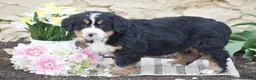 Bernese Mountain Dog dogs for sale: Storm - Ad 3