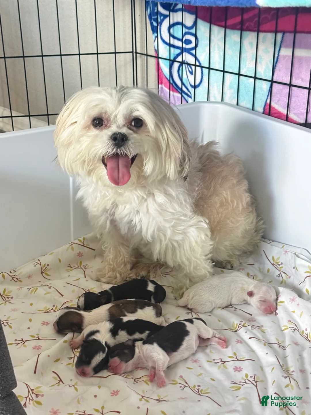 Malshi dogs for sale: Malshi 1 - Ad 2
