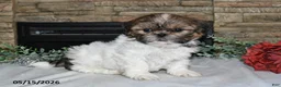 Shih Tzu dogs for sale: Tanya - Ad 1