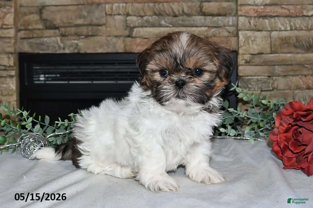Shih Tzu dogs for sale: Tanya - Ad 1