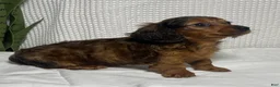 Miniature Dachshund dogs for sale: Theo  - Ad 7