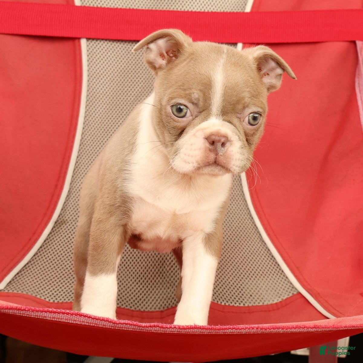 Boston Terrier dogs for sale: Kyah - Ad 8