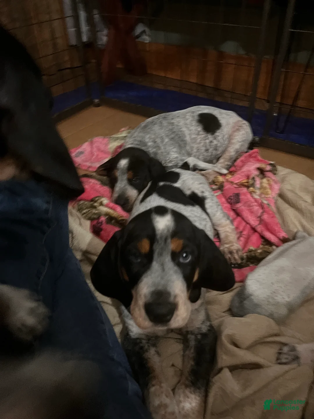 Gallery Image {{count}}