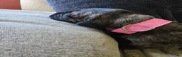 Mixed Breed dogs for sale: Pink-Full Brindle - Ad 14