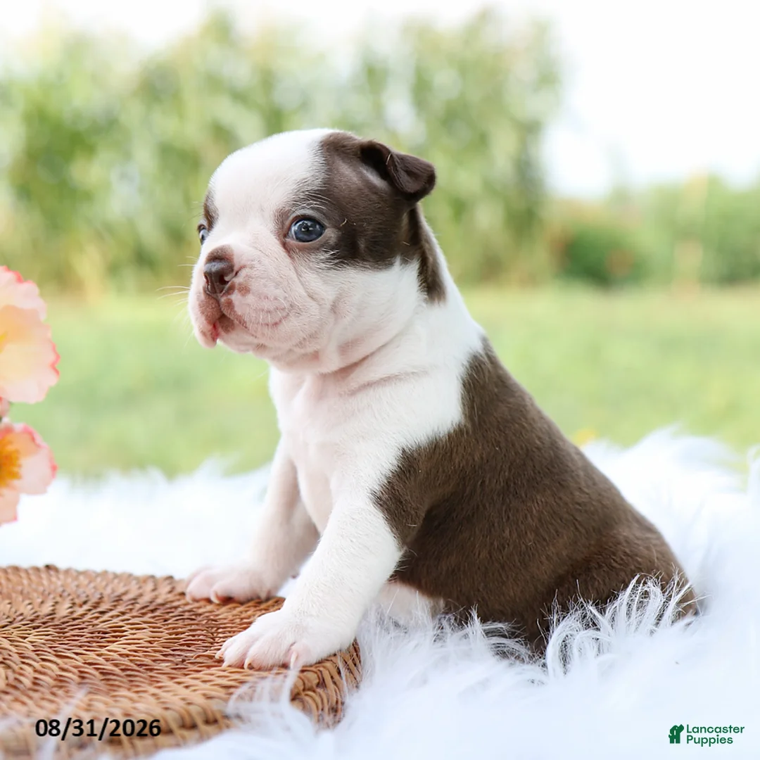 Boston Terrier dogs for sale: Dolly - Ad 2