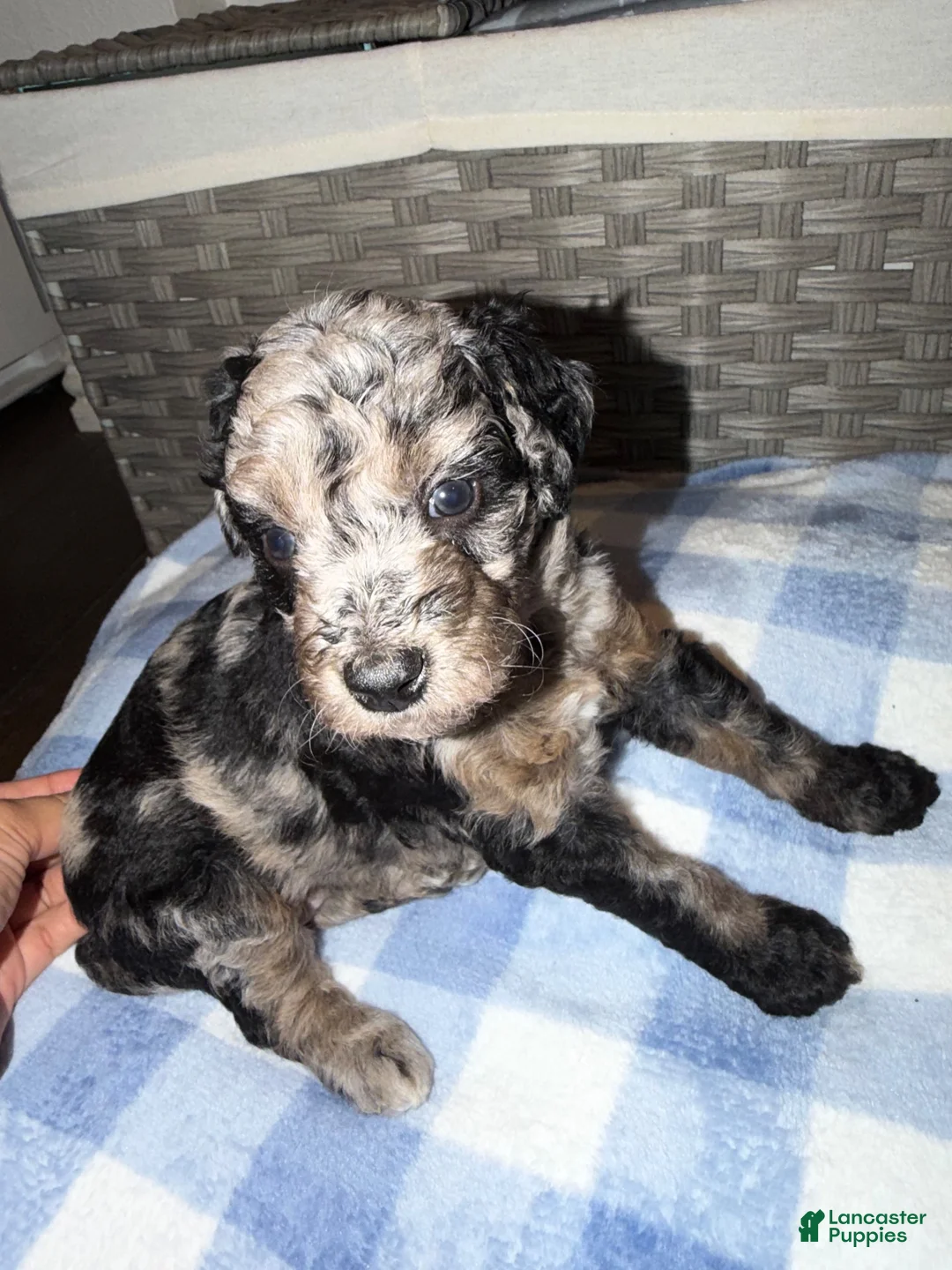 Mixed Breed dogs for sale: Oreo - Ad 2