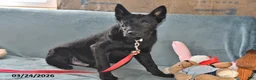 Belgian Malinois dogs for sale: Leo - Ad 10