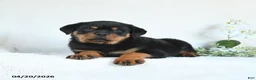 Rottweiler dogs for sale: Clay - Ad 5