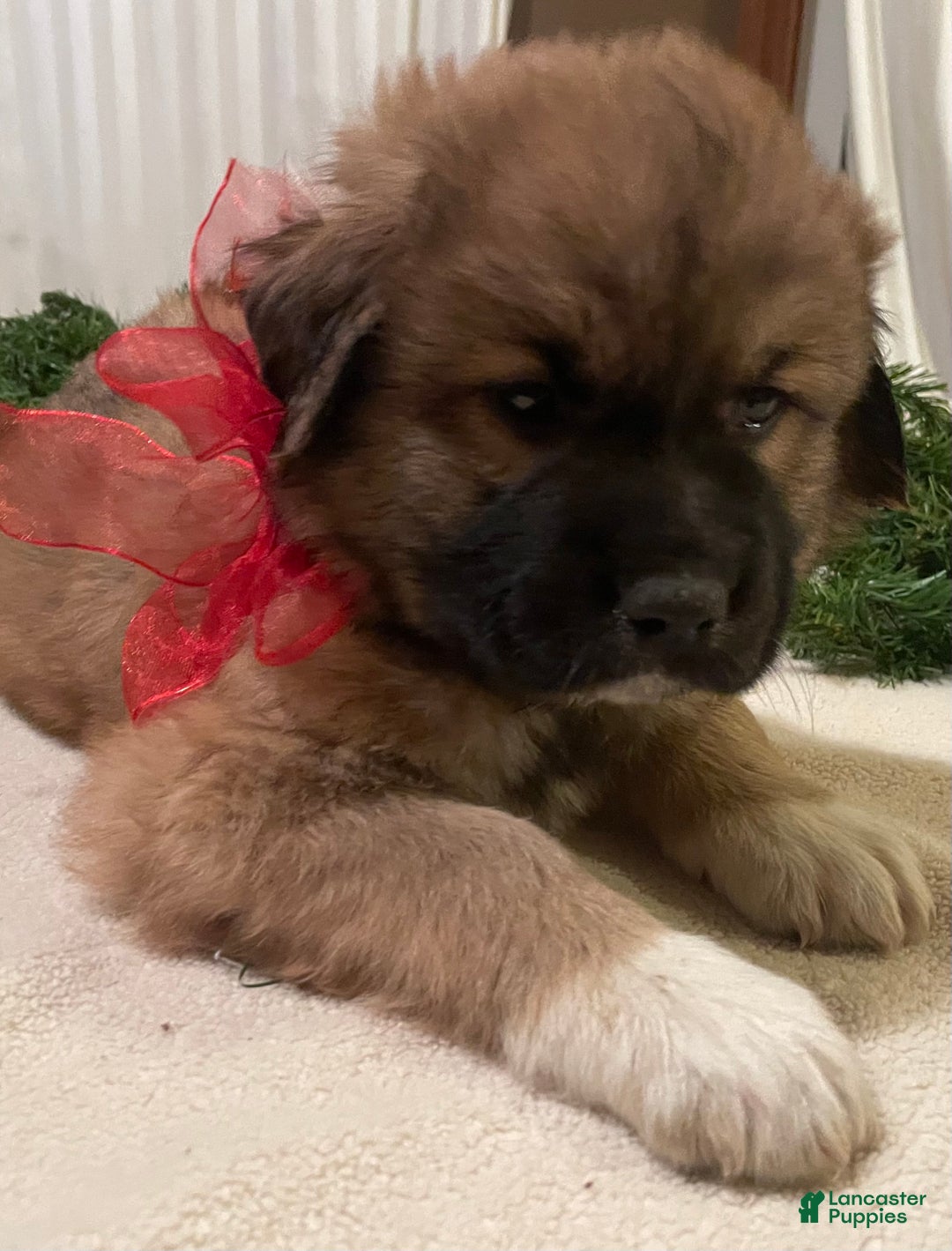 Mixed Breed dogs for sale: Blitzen: one of Santa’s Rein-puppies - Ad 4
