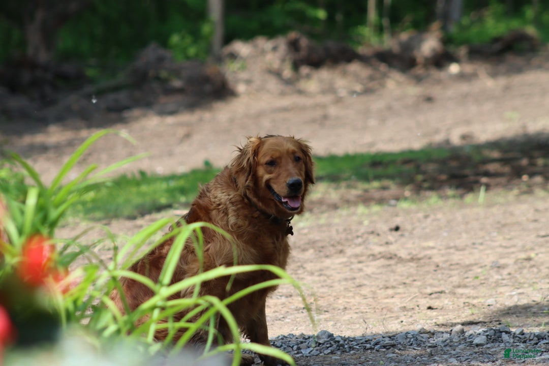 Golden Retriever dogs for sale: Tracy - Ad 4