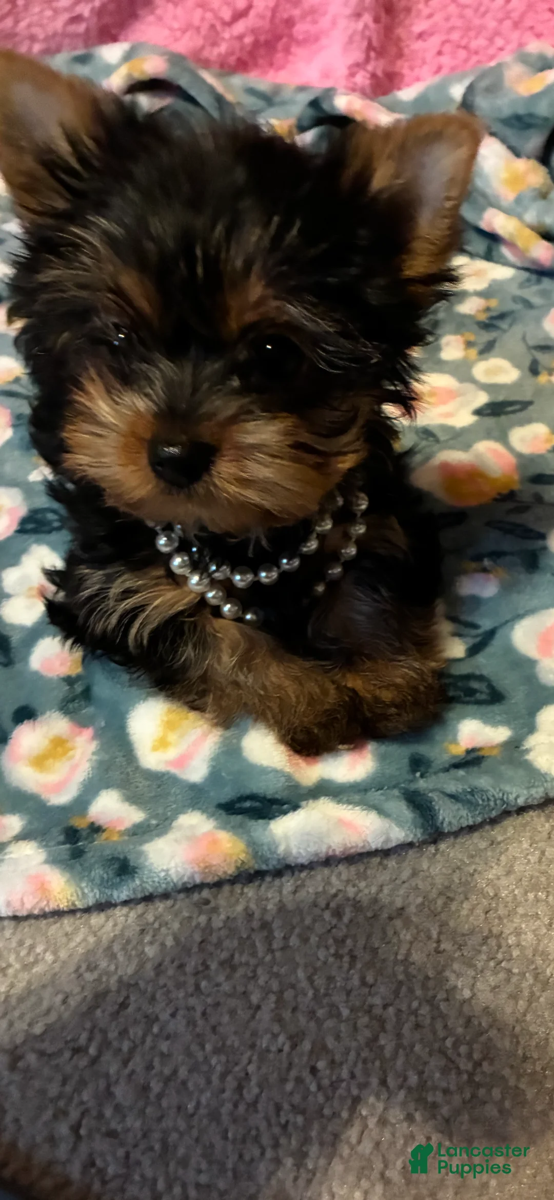 Yorkshire Terrier dogs for sale: Yorkshire Terrier Puppy 2 - Ad 10