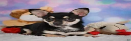 Chihuahua dogs for sale: Callie - Ad 3