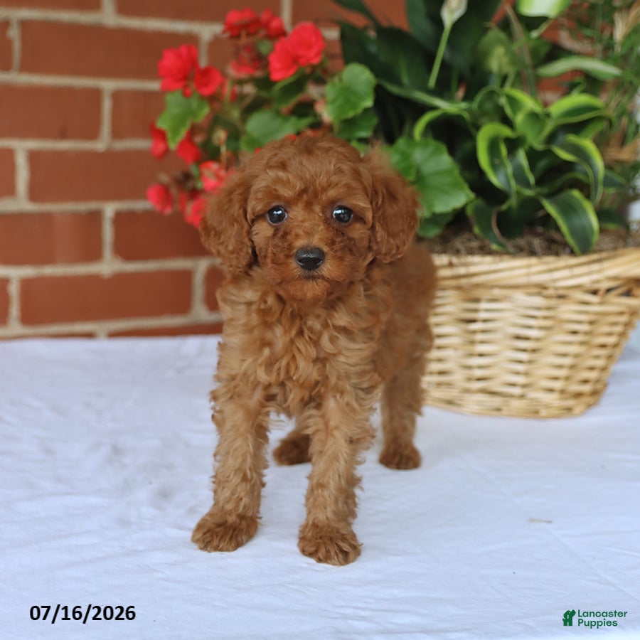 Toy Poodle dogs Tucker - Ad 1