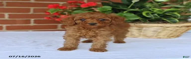 Tucker
