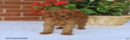 Toy Poodle dogs for sale: Tucker - Ad 1