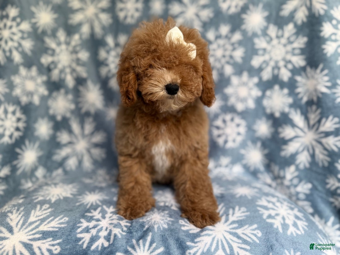 Cockapoo dogs for sale: Penelope - Ad 6