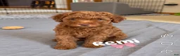 Mini Goldendoodle dogs for sale: Remi - Ad 3