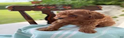 Miniature Poodle dogs for sale: Tangerine - Ad 11