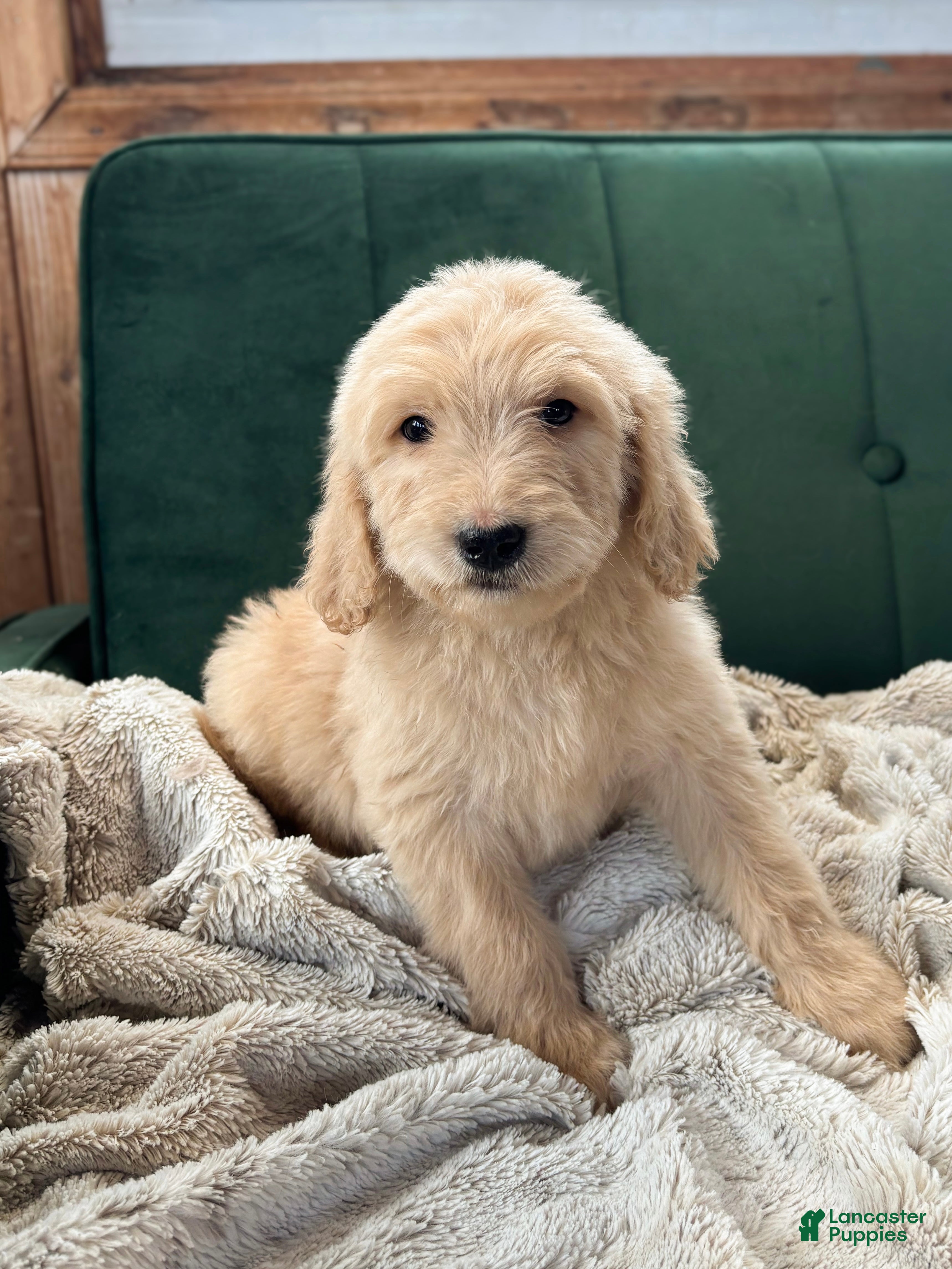 Goldendoodle dogs Montana  - Ad 41