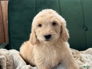 Goldendoodle dogs Montana - Ad 20