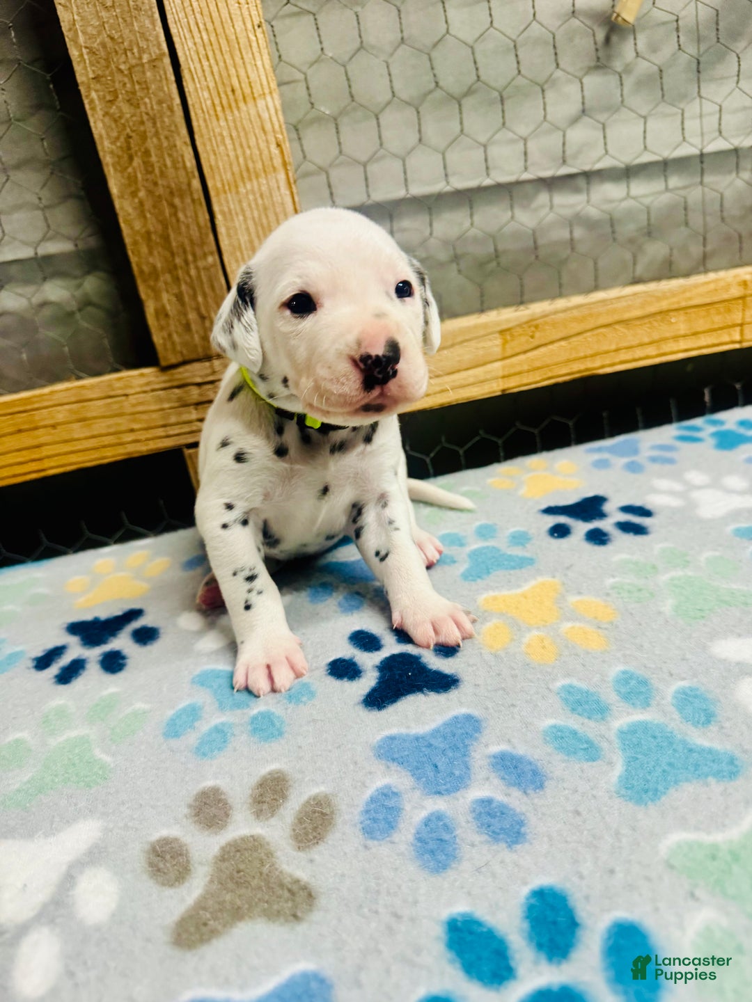 Dalmatian dogs for sale: Dalmatian Puppy Lime Green Collar - Ad 3