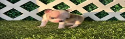 French Bulldog dogs for sale: French Bulldog 4 - Ad 4